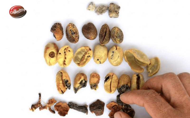 hat-loi-anh-huong-den-chat-luong-ca-phe-nguyen-chat-the-nao (2)